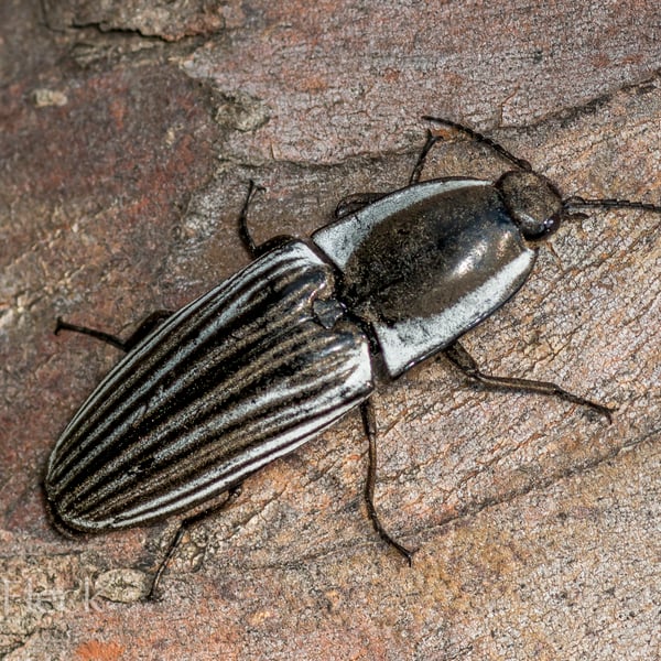 Chalcolepidius approximatus