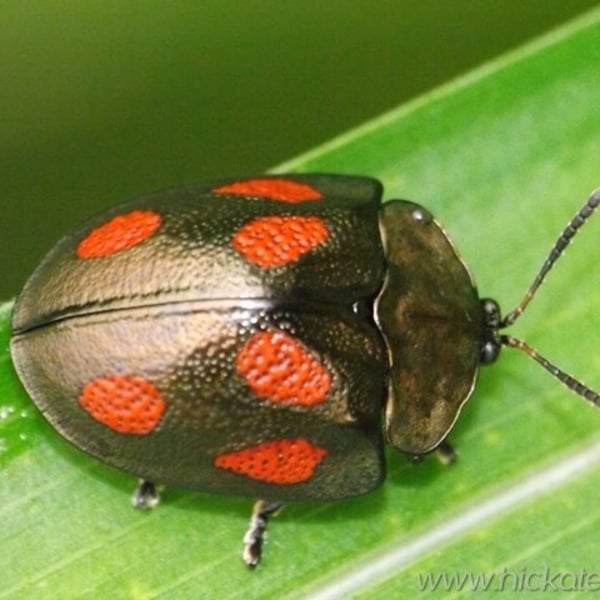 Stolas punicea
