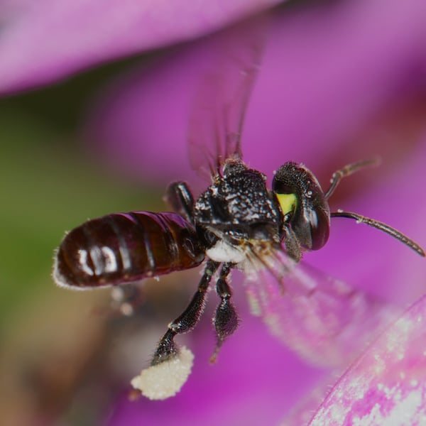 Tetragonula carbonaria