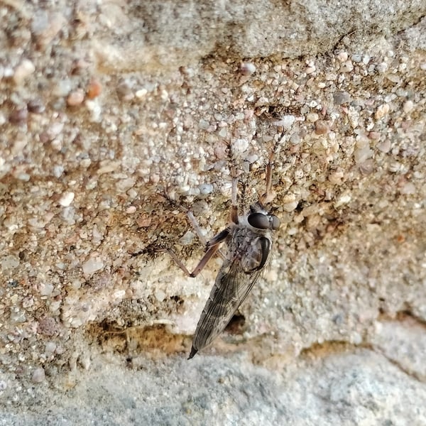 Machimus griseus