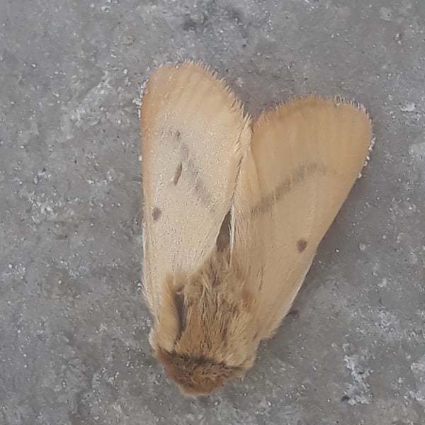 Lemonia vallantini