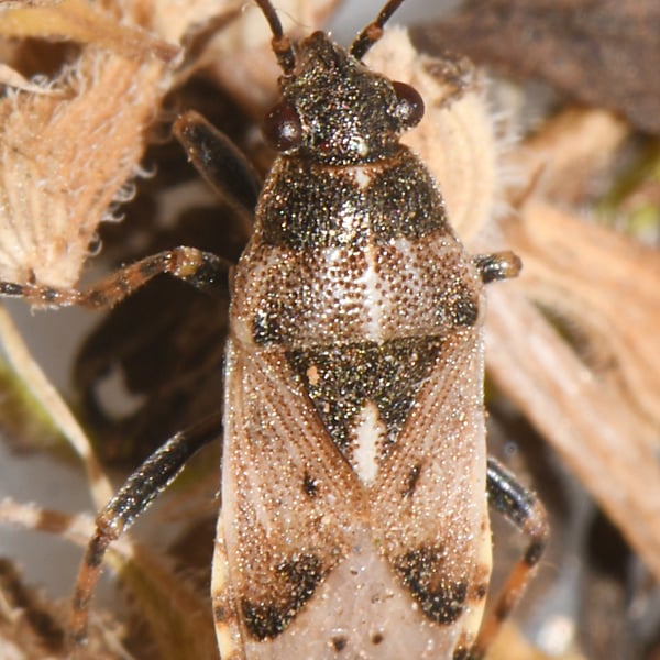 Heterogaster affinis