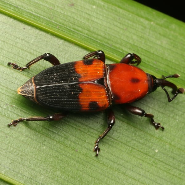 Metamasius dimidiatipennis