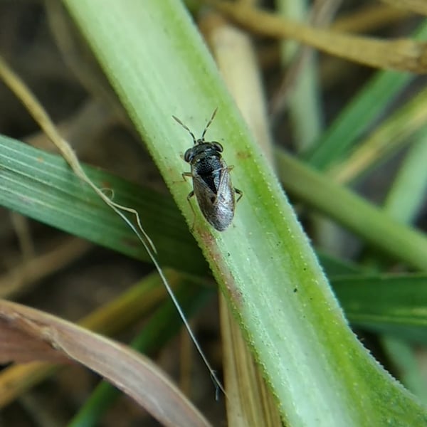 Geocoris pallidipennis