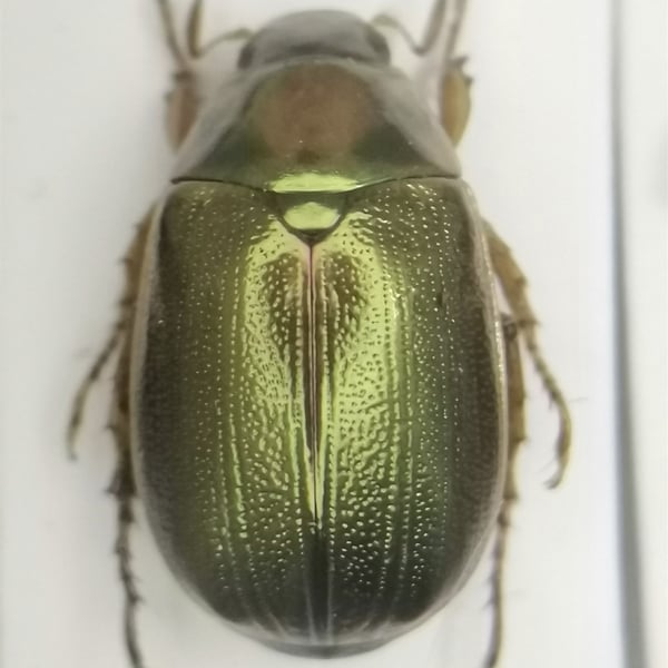 Mimela specularis