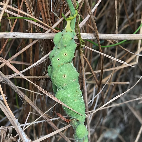 Aprostocetus smilax