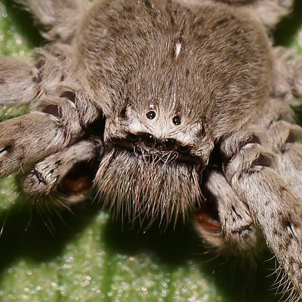 Isopedella victorialis