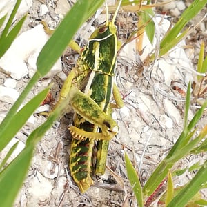 Insects Id: Marbled Stone Grasshopper (Pamphagus marmoratus)