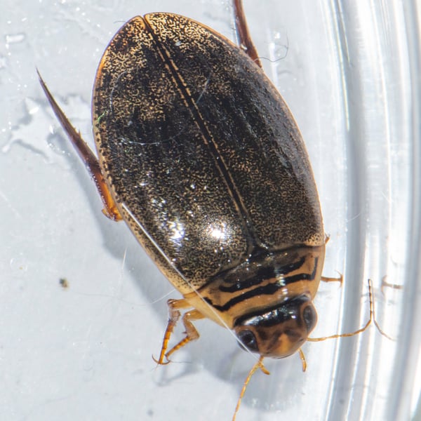 Acilius sylvanus