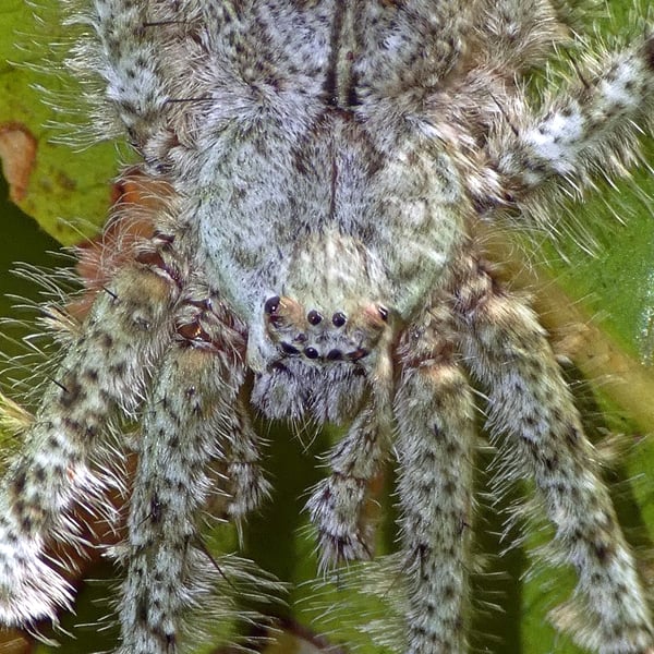 Pandercetes gracilis