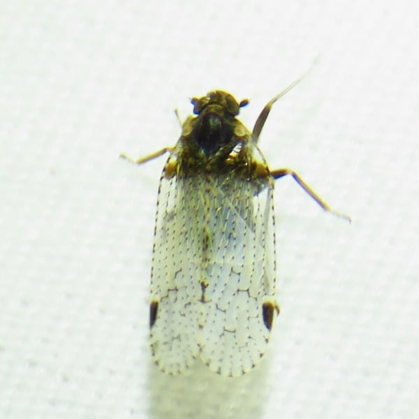 Cixius stigmatus