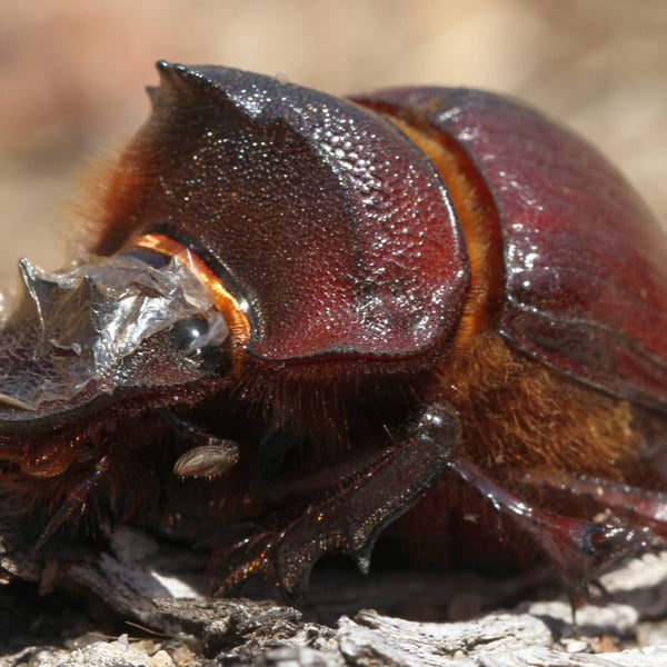 Heliocopris faunus
