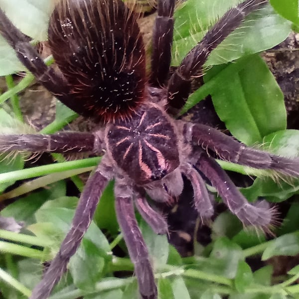 Pamphobeteus vespertinus