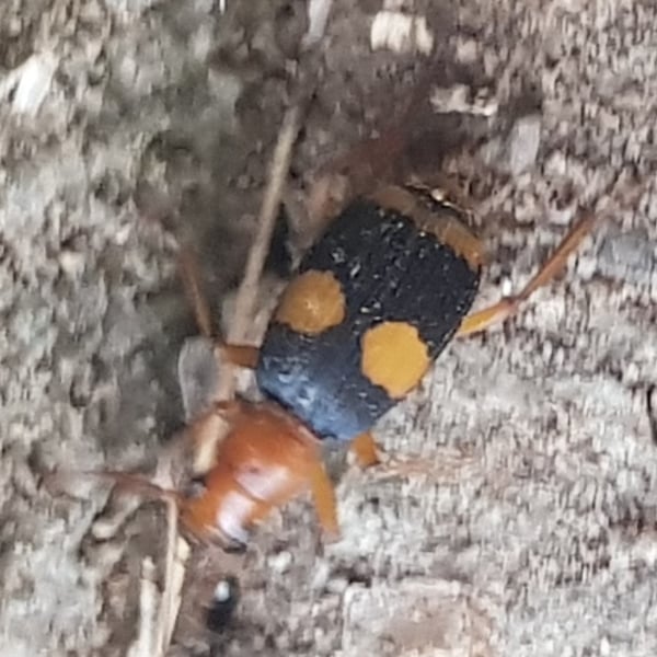 Pheropsophus africanus