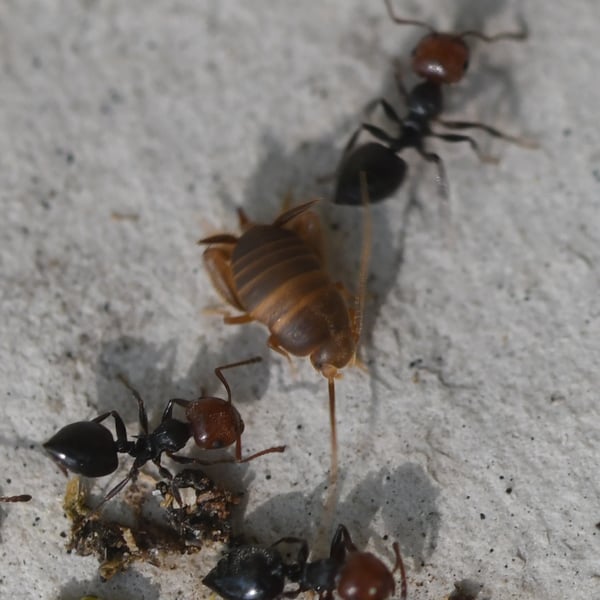 Myrmecophilus fuscus