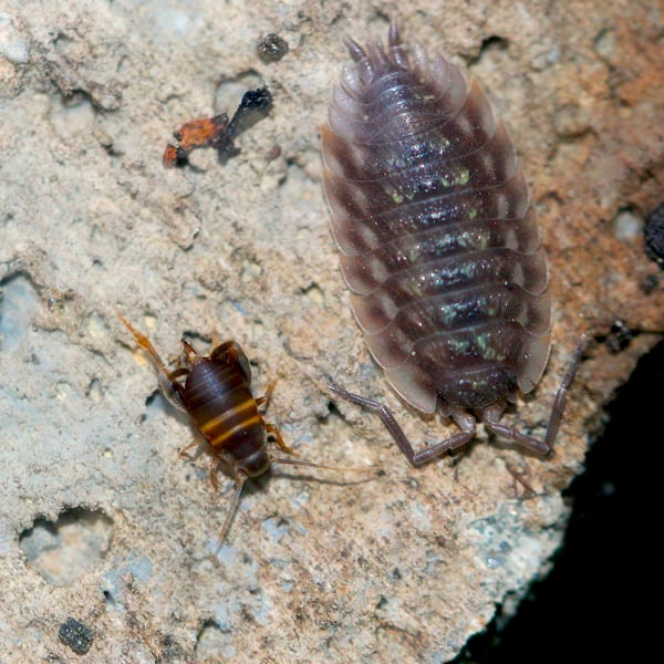 Myrmecophilus acervorum
