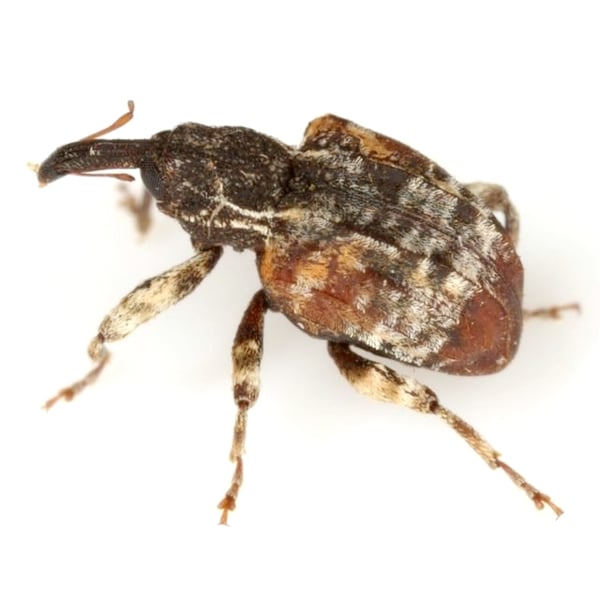 Conotrachelus anaglypticus