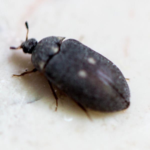 Attagenus pellio