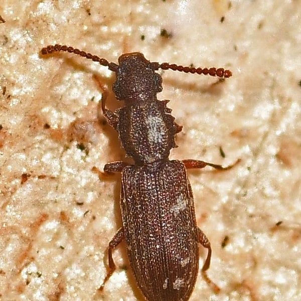 Oryzaephilus surinamensis