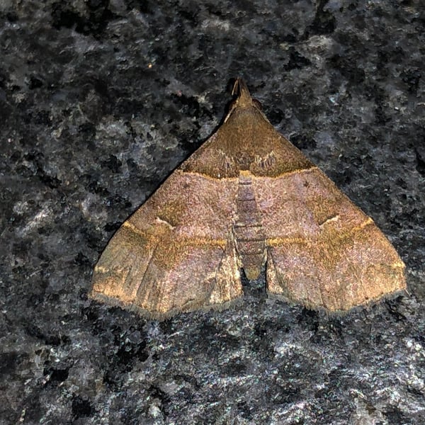 Bertula kosemponica