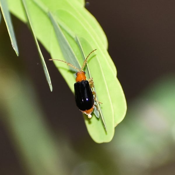 Aulacophora frontalis