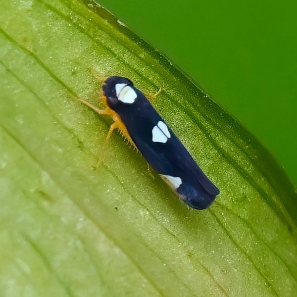 Erythrogonia quadriplagiata