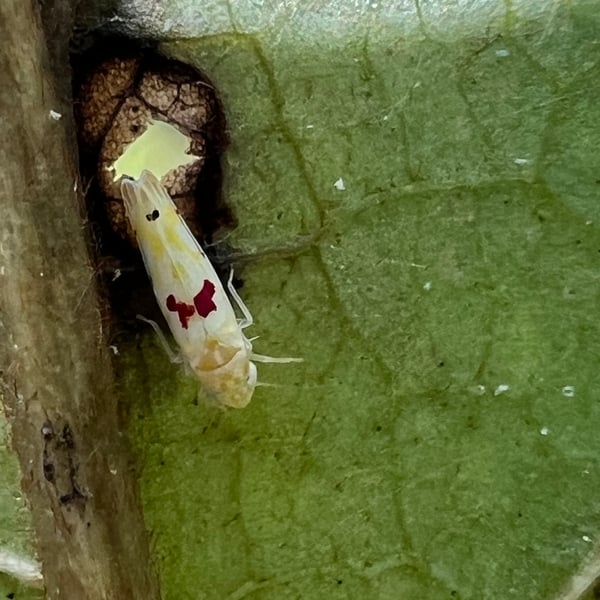 Eratoneura micheneri