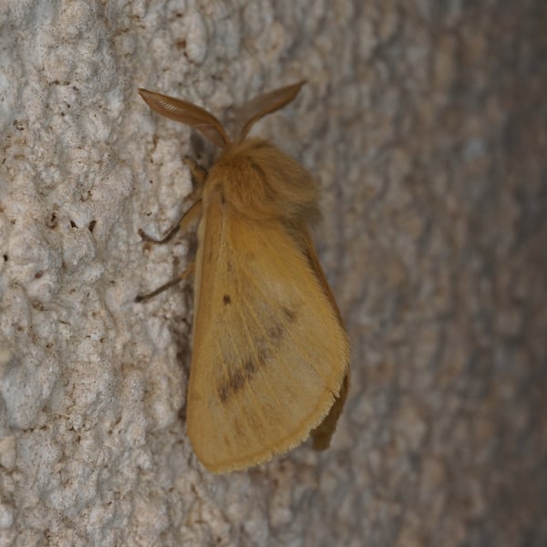 Lemonia pauli