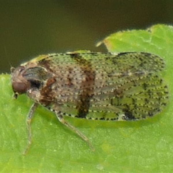 Cixius distinguendus
