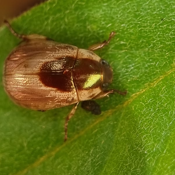 Mimela discoidea