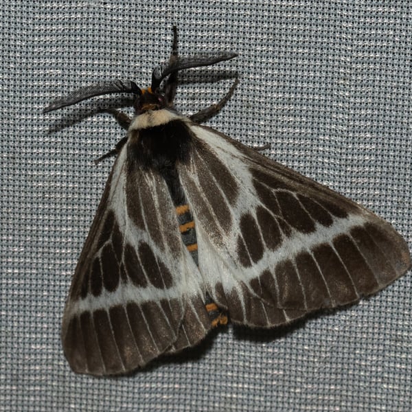 Sabalia picarina