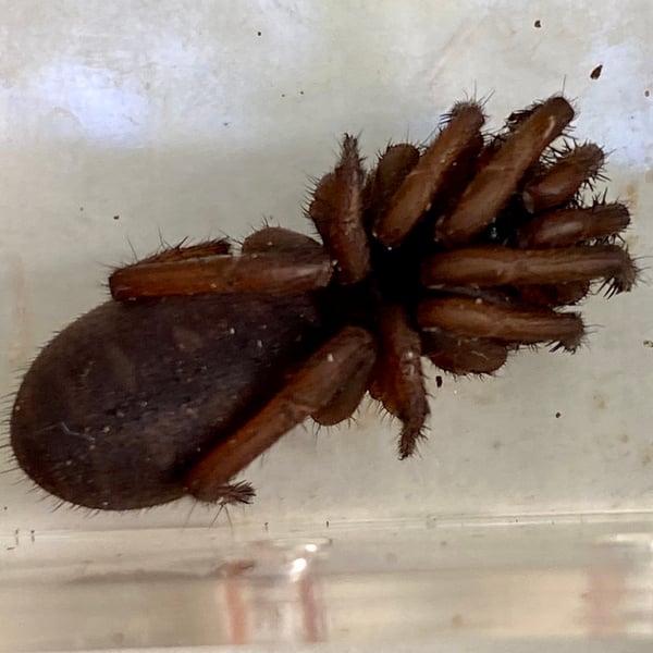 Cataxia bolganupensis