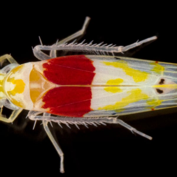 Eratoneura osborni