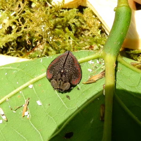 Stolas coalita