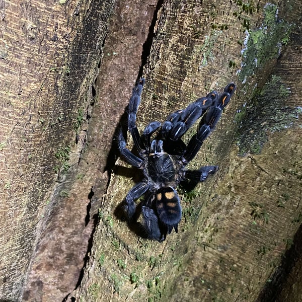 Psalmopoeus irminia
