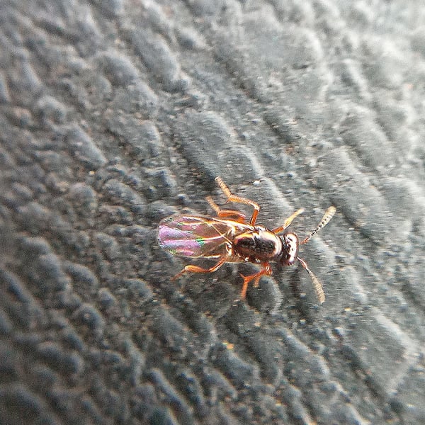 Tachinaephagus zealandicus
