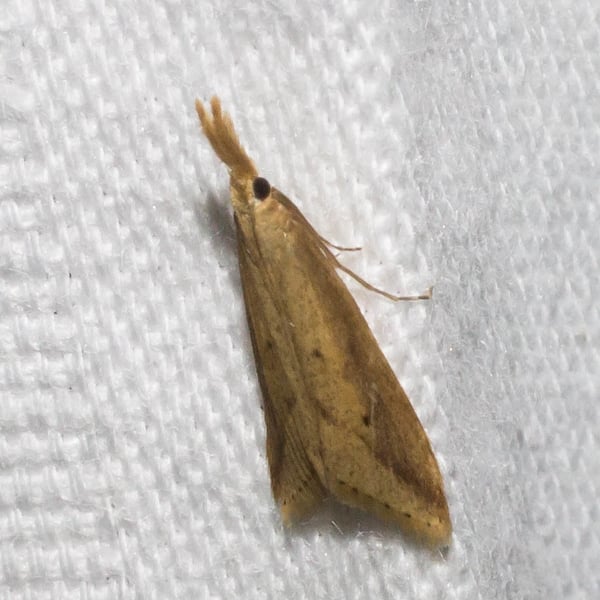 Donacaula sordidellus