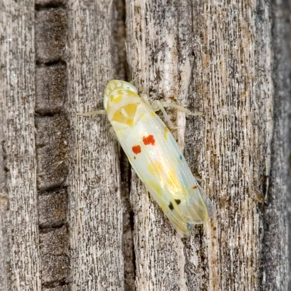 Eratoneura stoveri