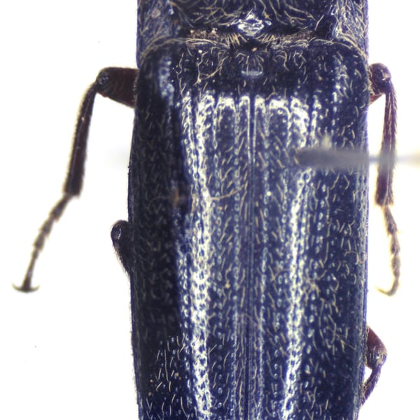 Melanotus rodriguezi