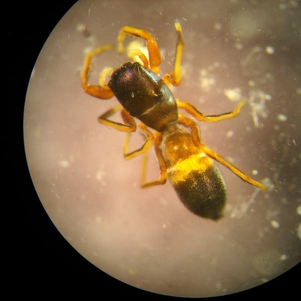 Synageles occidentalis