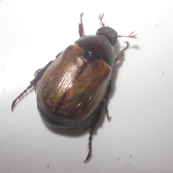 Paranomala testaceipennis
