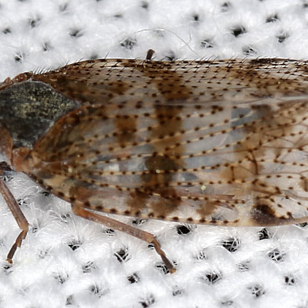 Cixius cambricus