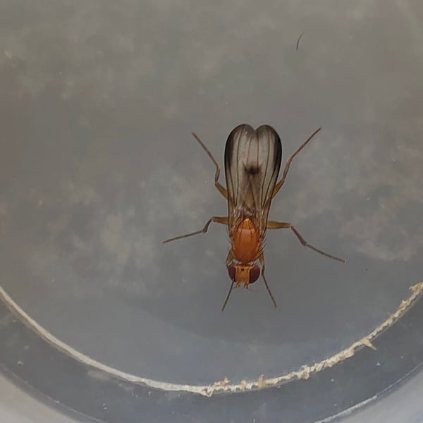 Clusia occidentalis