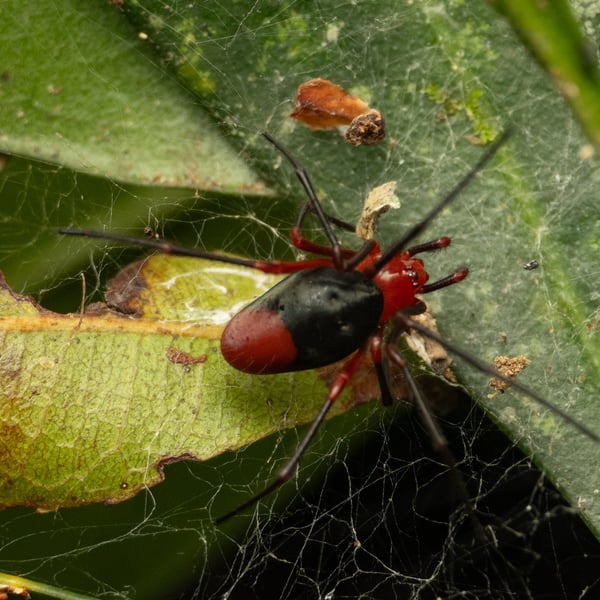 Dimidamus dimidiatus