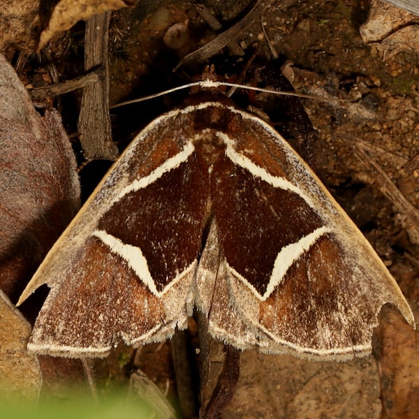 Fodina embolophora