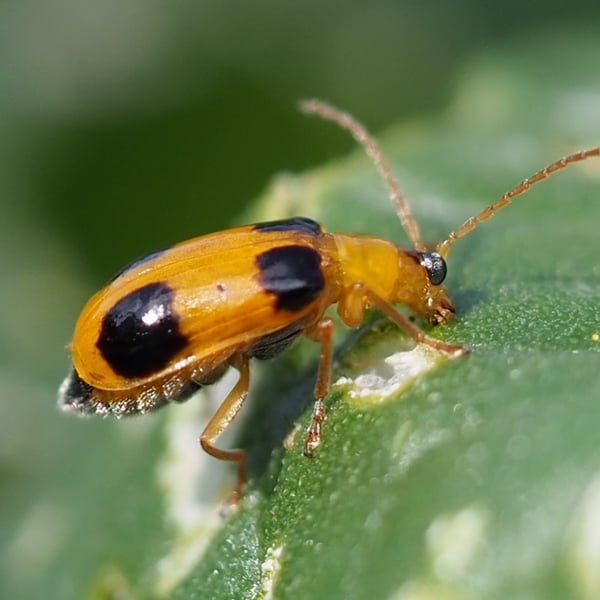 Aulacophora quadrimaculata