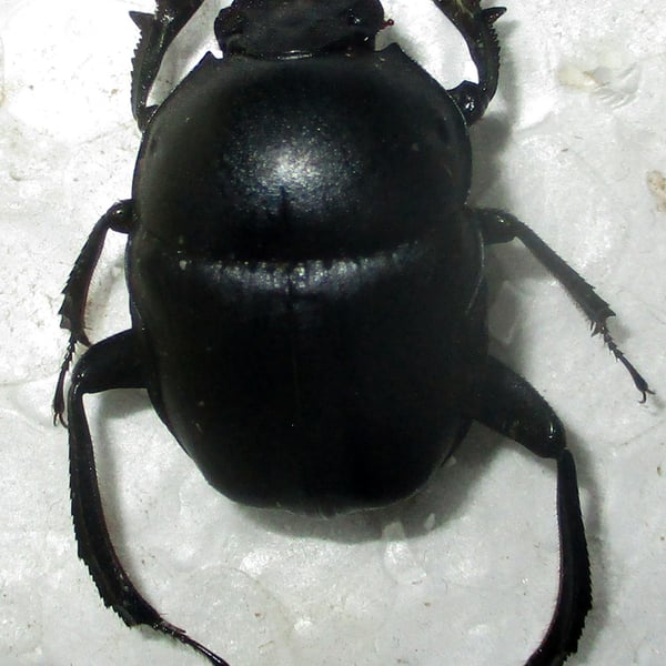 Garreta australugens