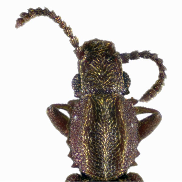 Oryzaephilus