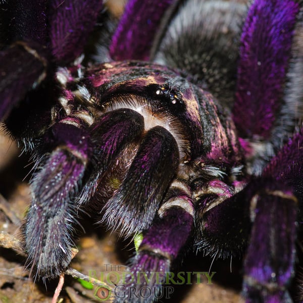 Pamphobeteus nigricolor