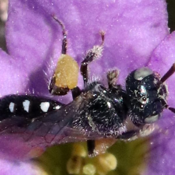 Perdita sexmaculata
